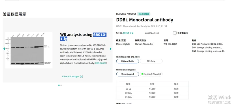 DDB1 Monoclonal antibody，66010-1-Ig， 50 μL/支（支） - Proteintech/武汉三鹰