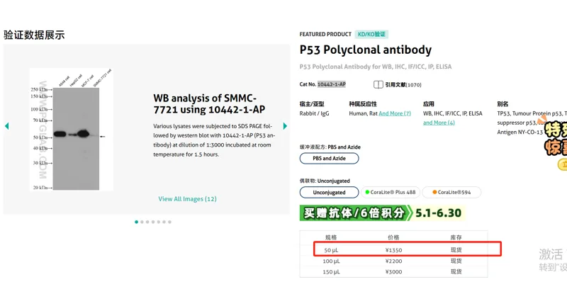 Proteintech P53 Polyclonal antibody，10442-1-AP， 50 μL/支（支） - Proteintech/武汉三鹰