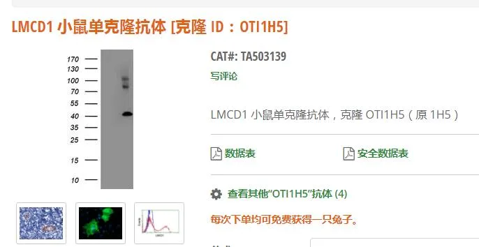 Origene LMCD1小鼠单克隆抗体[克隆 ID：OTI1H5]（支）TA503139/100μl - 玖梧精选