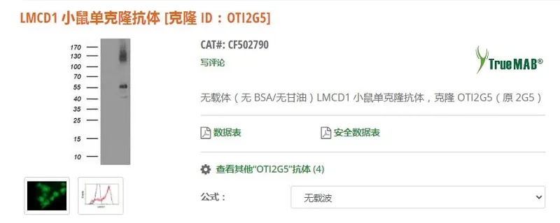 Origene LMCD1小鼠单克隆抗体[克隆 ID：OTI2G5]（支）CF502790/100μg - 玖梧精选