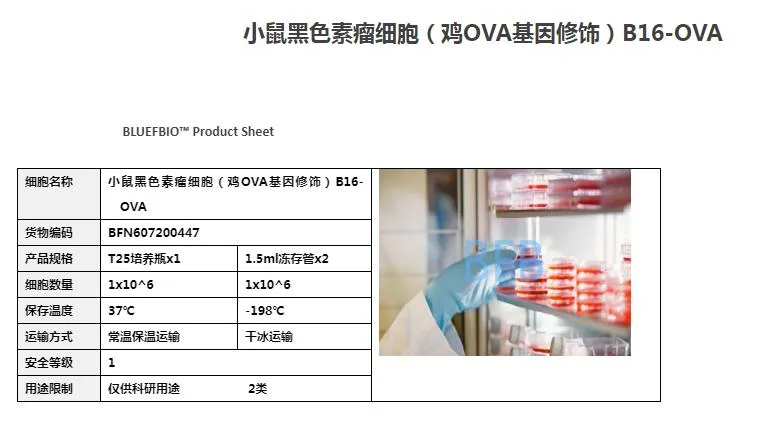 bluefbio BFN607200447小鼠黑色素瘤细胞B16-OVA（瓶）T25 - 玖梧精选