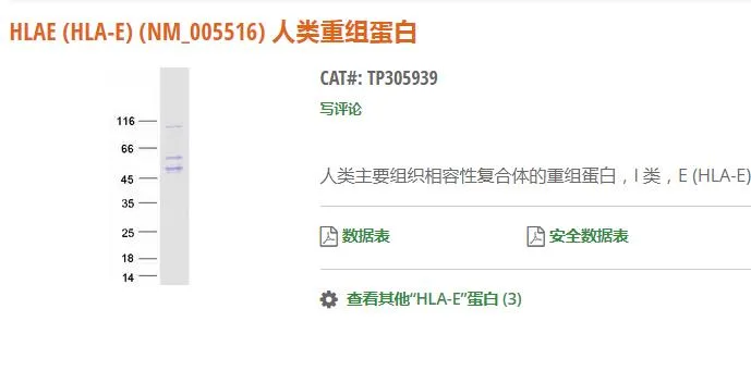 Origene HLAE (HLA-E(NM_005516)HumanRecombinant蛋白TP305939/20μg（支） - 玖梧精选