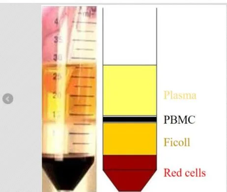 LIVER-BIOTECH LV-PBMC002小鼠外周血单个核细胞5million（支） - 玖梧精选