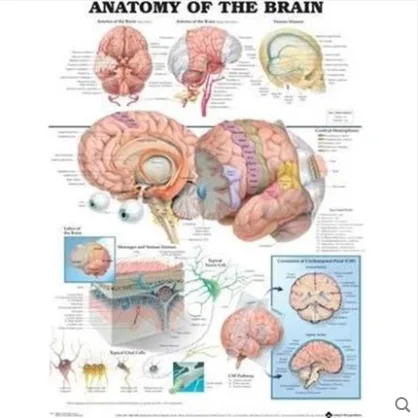 上海外文 SH-ABAC Anatomy of the Brain Anatomical Chart（个） - 玖梧精选
