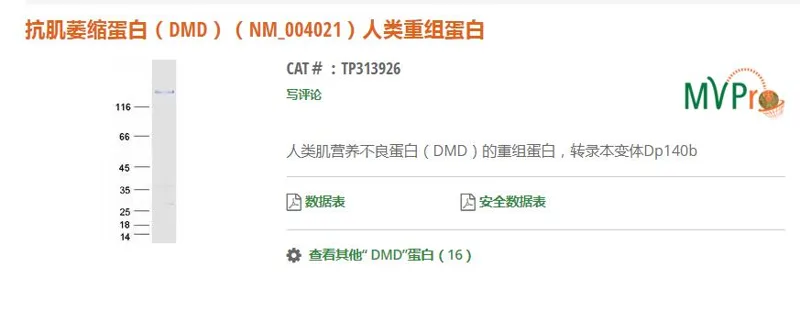 OriGene 抗肌萎缩蛋白（DMD）（NM_004021）人类重组蛋白TP313926/3mg（支） - 美国3M