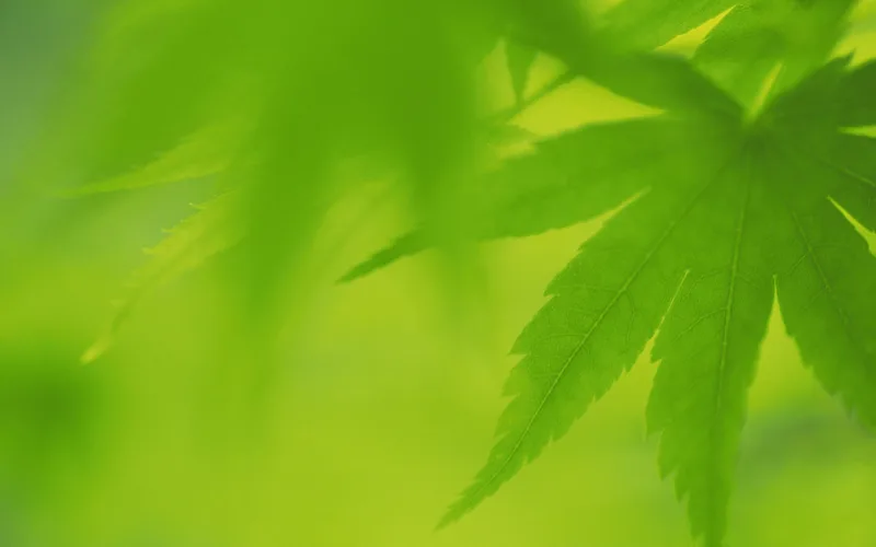 专业版微信平台（件） - 玖梧精选
