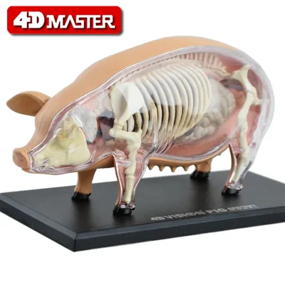 4D MASTER猪26102动物模型（个） - 玖梧精选