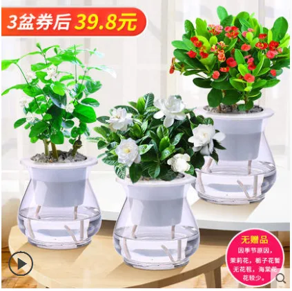 景润赉绿植盆栽（组）3个/组 - 玖梧精选