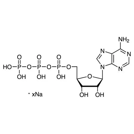 腺苷5‘-三磷酸钠（约100MM水溶液） [转录用] [用于分子生物学](储存“-20℃”；运输“干冰”) - TCI
