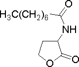 试剂N-辛酰- DL -高丝氨酸内酯(存储 “2-8℃”;运输 “冰袋”)