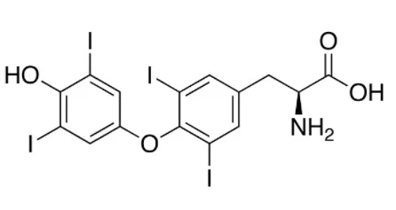 ʟ-甲状腺素