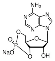 腺苷-3',5'-环单磷酸钠盐(储存“2-8℃,避光”;运输“冰袋”)
