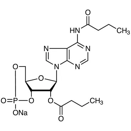 N⁶,2′-O-二丁酰基腺苷 3′,5′-环单磷酸 钠盐