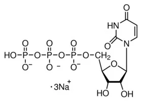 尿苷-5′-三磷酸酯 三钠盐 水合物(存储 “-20℃”;运输 “干冰”)