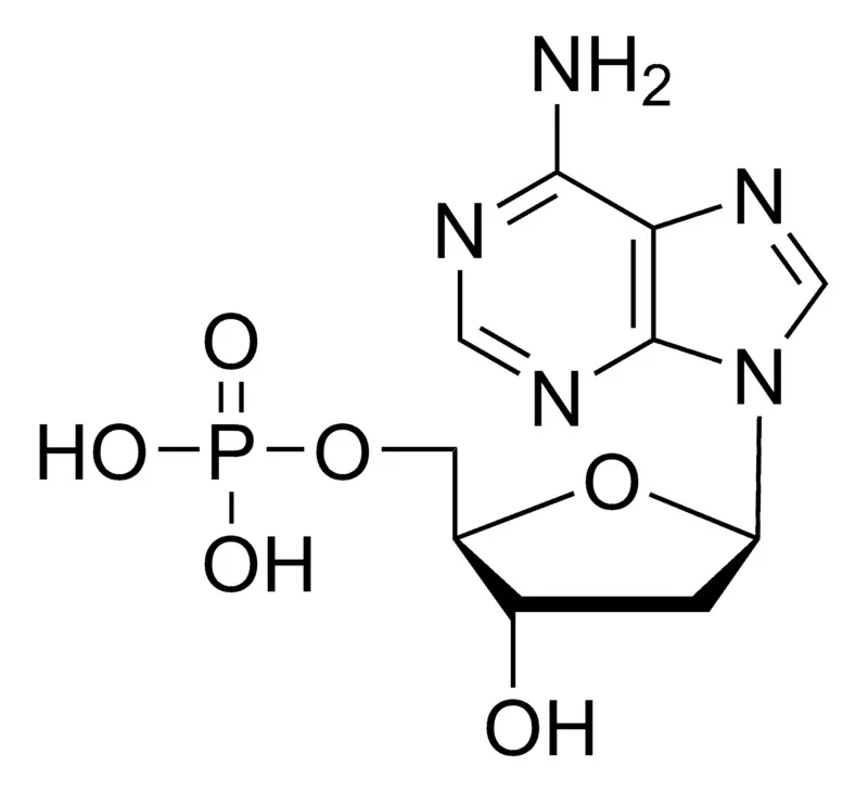 2'-脱氧腺苷-5'-单磷游离酸, 98%(储存“2-8℃”;运输“冰袋”)