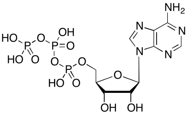 三磷酸腺苷（储存“-20℃，避光”；运输“干冰”)