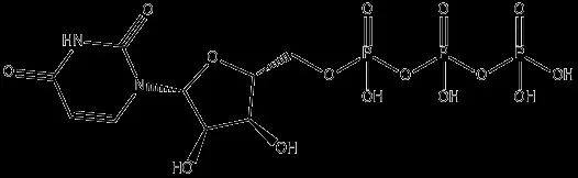 试剂URIDINE TRIPHOSPHATE（储存“2-8℃”；运输“冰袋”）