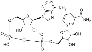 Α-NICOTINAMIDE ADENINE DINUCLEOTIDE