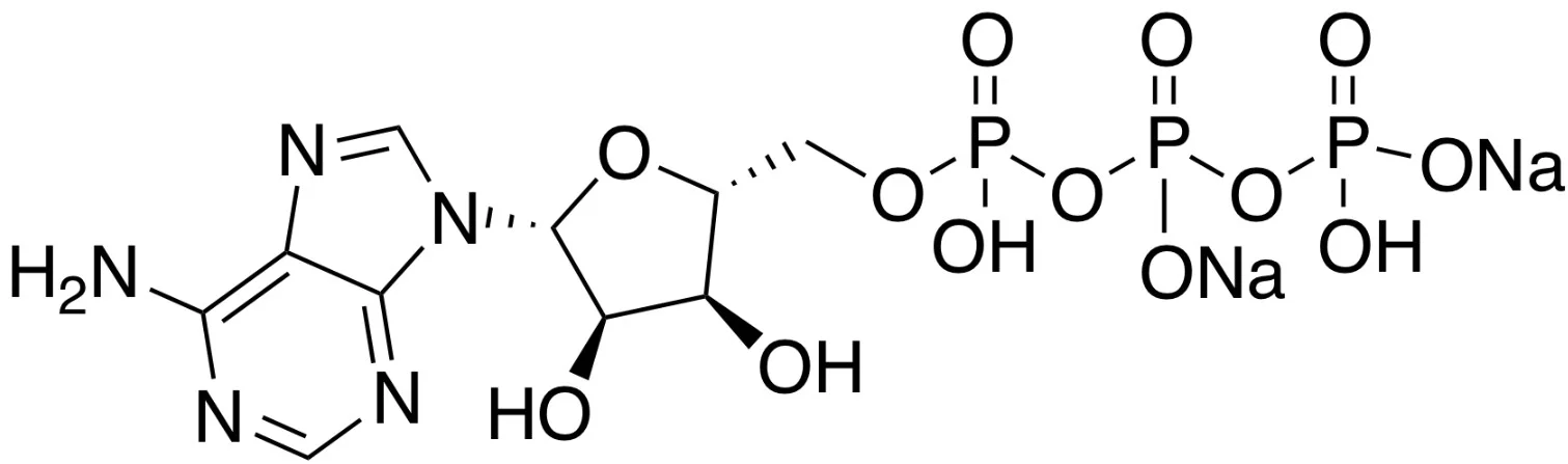腺苷-5'-三磷酸二钠盐