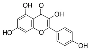 山柰酚