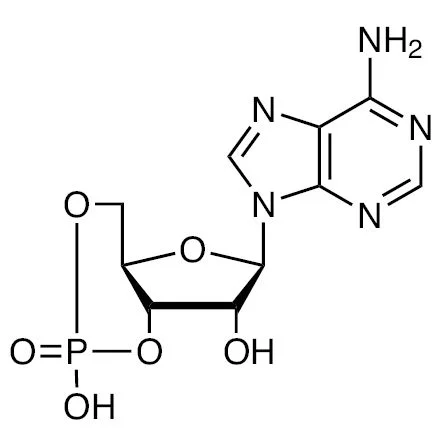 腺苷-3',5'-环磷酸