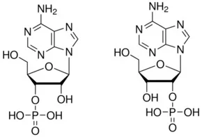 腺苷-2′-磷酸(存储 “-20℃”；运输 “干冰”)