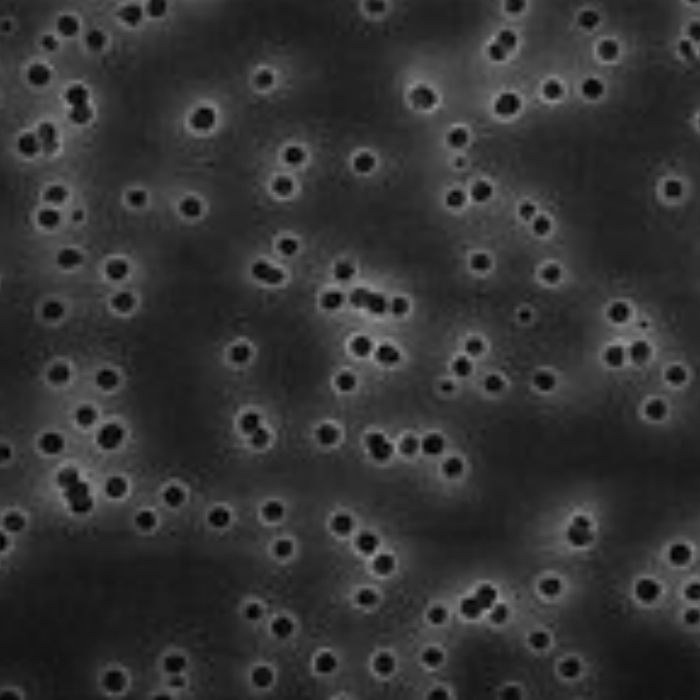 滤膜ISOPORE POLYCARB0.8umWH PL 47mm 100/PK - Millipore/密理博