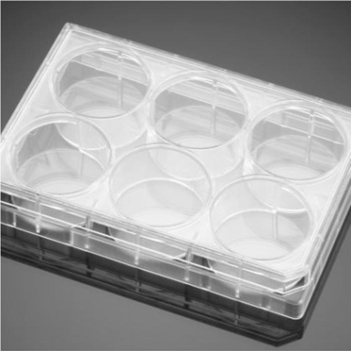 多聚-L-赖氨酸包被的6孔板Poly-L-Lysine 6 Well Clear Flat Bottom TC-Trea…