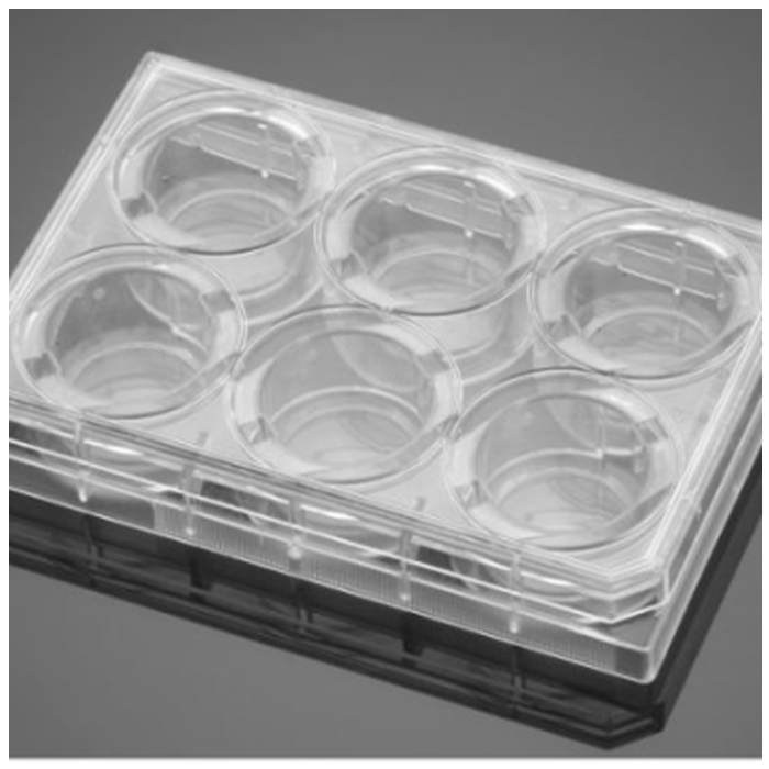 多聚-D-赖氨酸包被的6孔板Poly-D-Lysine 6 Well Clear Flat Bottom TC-Trea…