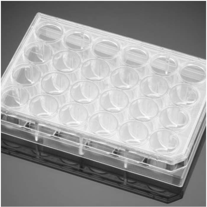 多聚-D-赖氨酸/层粘连蛋白包被的24孔板 Poly-D-Lysine/Laminin 24 Well Clear Fl…