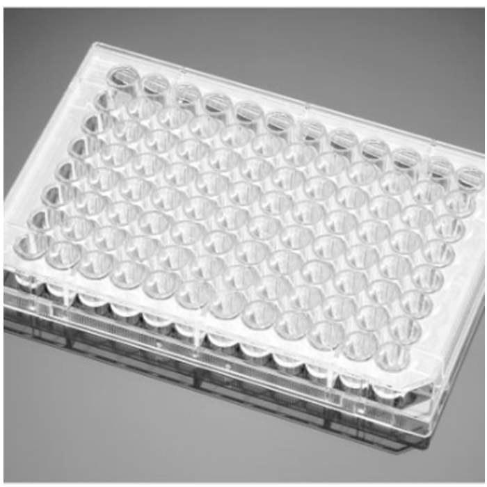 基质胶薄层包被的多孔板Matrigel&amp;reg; Matrix Thin-Layer Clear Flat Bottom Multiwell Assay Plate - Biocoat