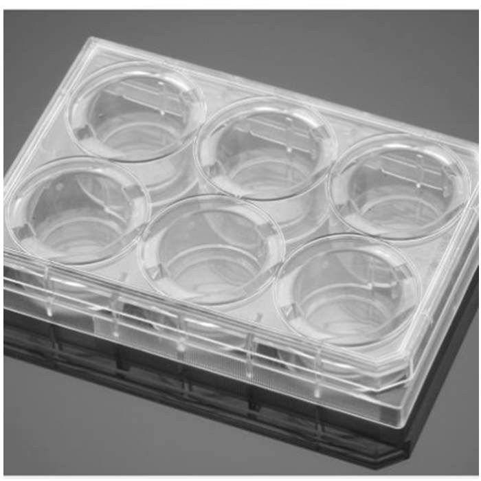 多聚-D-赖氨酸包被的6孔板Poly-D-Lysine 6 Well Clear Flat Bottom TC-Trea…