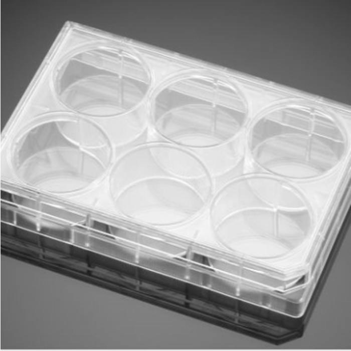 多聚-L-赖氨酸包被的6孔板Poly-L-Lysine 6 Well Clear Flat Bottom TC-Trea…