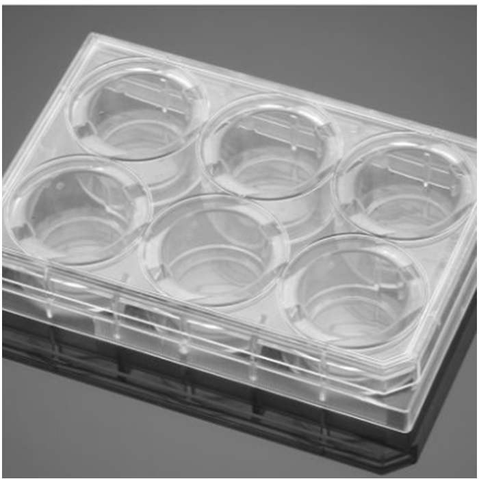凝胶包被的6孔板Gelatin 6 Well Clear Flat Bottom TC-Treated Multiwell Plate, with Lid - Biocoat
