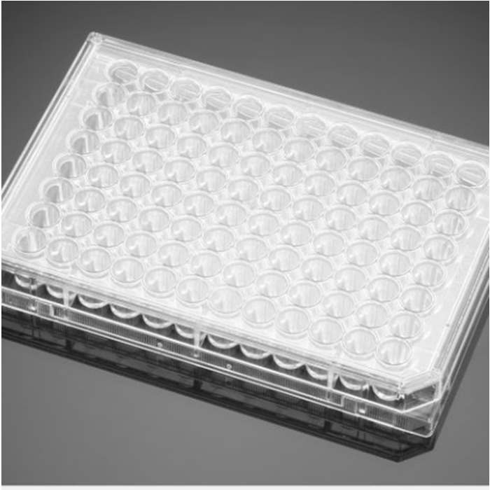 Ⅰ型胶原包被的48孔板Collagen I 48 Well Clear Flat Bottom TC-Treated M…