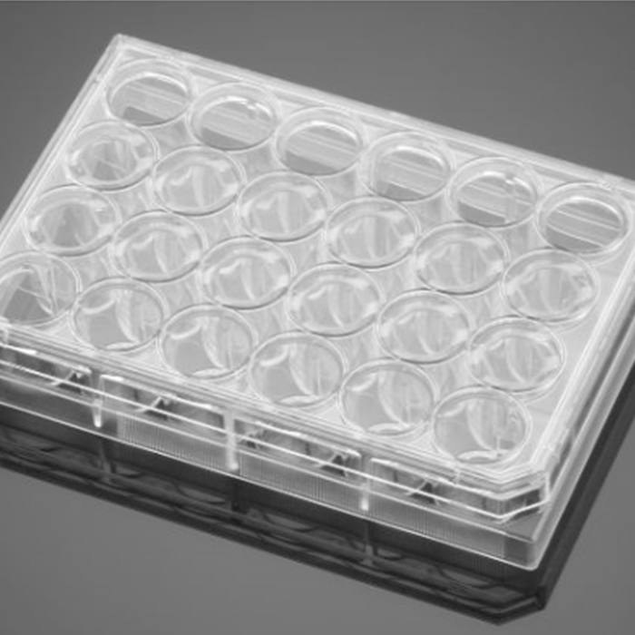 Ⅰ型胶原包被的24孔板Collagen I Peptide 24 Well Clear Plate, with Lid, Sterile - Biocoat