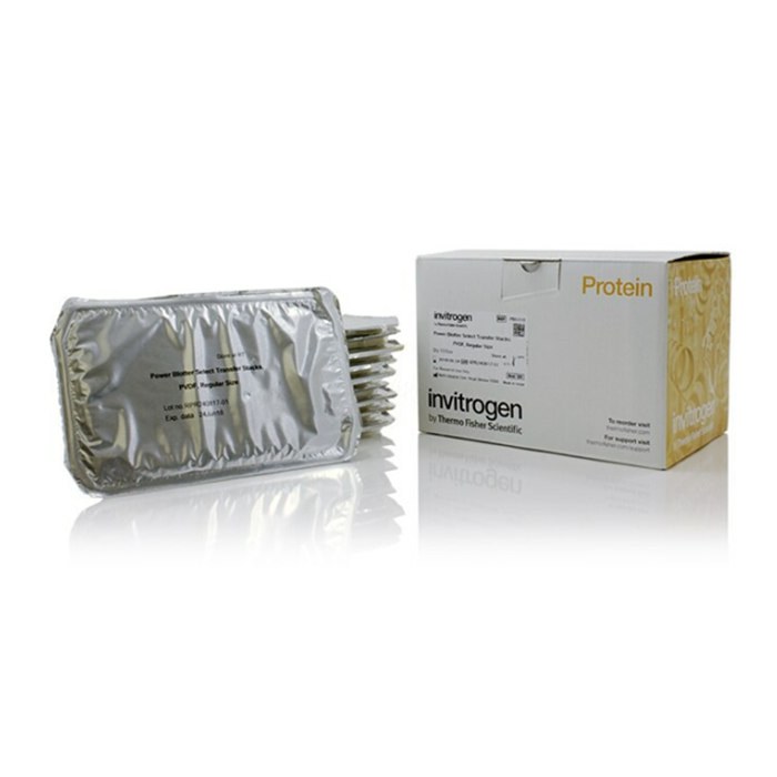 Power Blotter Select 转印膜组 PVDF 常规尺寸 13cm&times;8.3cm 孔径0.2um