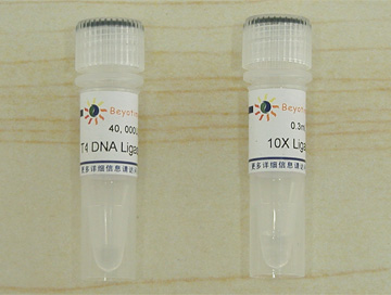 T4 DNA Ligase