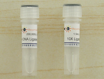 T4 DNA Ligase