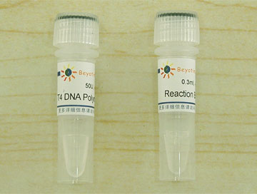 T4 DNA Polymerase - Beyotime/碧云天