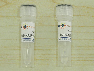 T3 RNA Polymerase