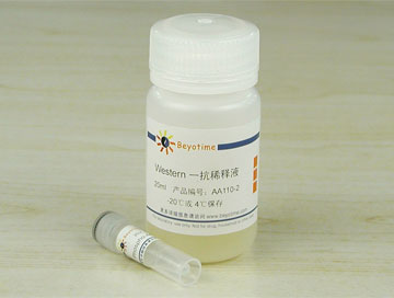 Phospho-ACC(Ser79)抗体(兔多抗) - Beyotime/碧云天