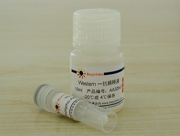 Phospho-Akt(Ser473)抗体(兔多抗) - Beyotime/碧云天