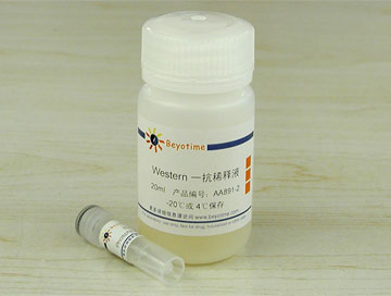 Phospho-ATR(Ser428)抗体(兔多抗) - Beyotime/碧云天
