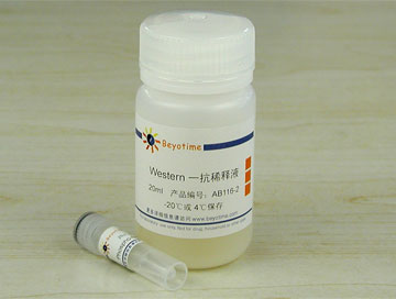 Phospho-Bcl-2(Ser70)抗体(兔单抗) - Beyotime/碧云天