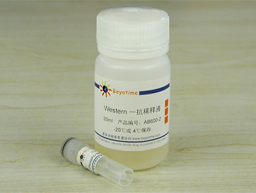 Phospho-BRCA1(Ser1423)抗体(兔多抗) - Beyotime/碧云天