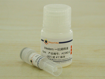 Caspase-9抗体(小鼠单抗) - Beyotime/碧云天