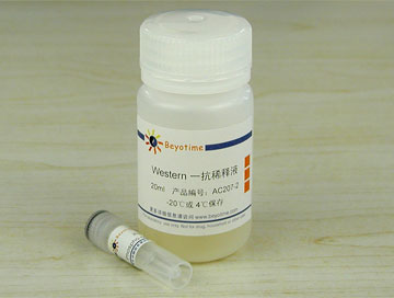 Phospho-cdc2(Tyr15)抗体(兔单抗) - Beyotime/碧云天