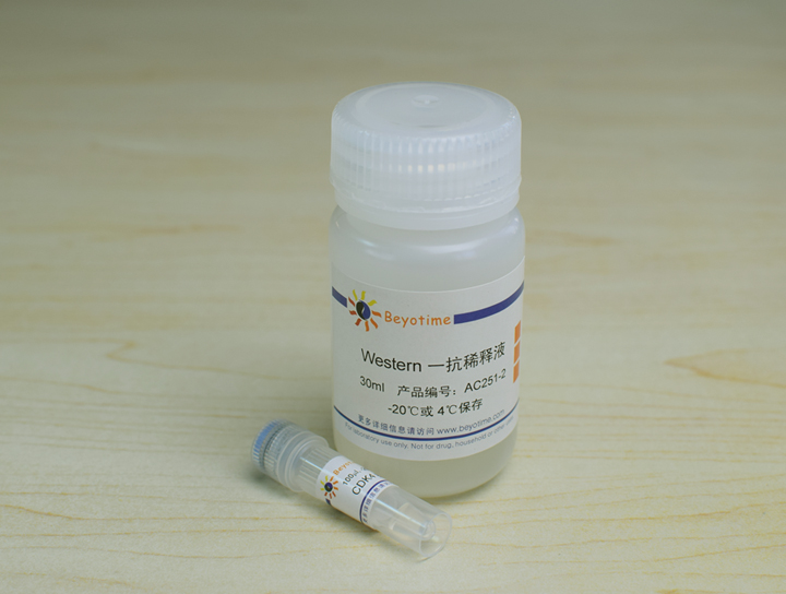 CDK4抗体(小鼠单抗)