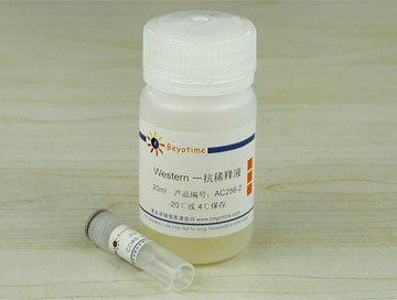 CDK6抗体(小鼠单抗) - Beyotime/碧云天
